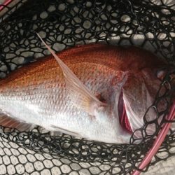 オーフリー 釣果