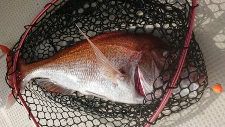 オーフリー 釣果