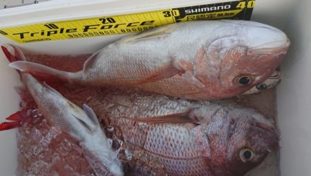 オーフリー 釣果