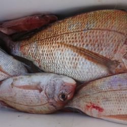 オーフリー 釣果