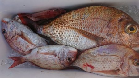 オーフリー 釣果