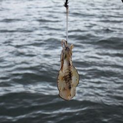 松本釣船２ 釣果