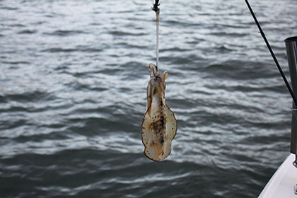 松本釣船２ 釣果