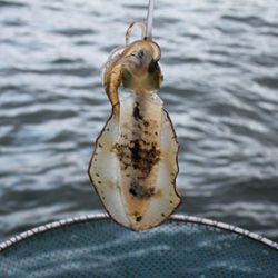 松本釣船２ 釣果