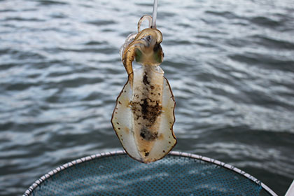 松本釣船２ 釣果