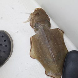 松本釣船２ 釣果