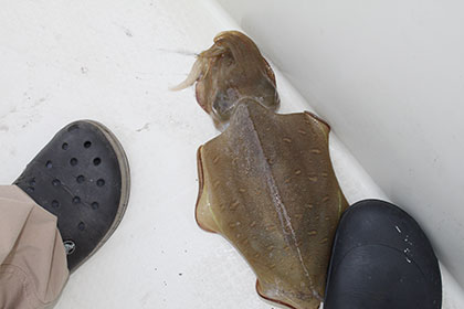 松本釣船２ 釣果