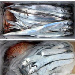 来温丸(らいおんまる) 釣果