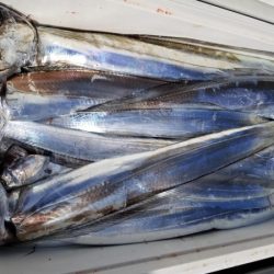 オーフリー 釣果