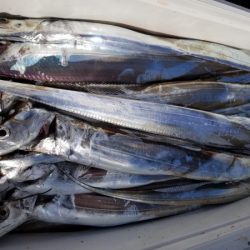 オーフリー 釣果