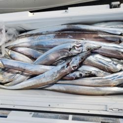 オーフリー 釣果