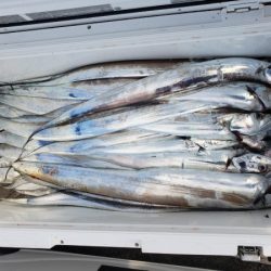 オーフリー 釣果