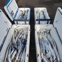 オーフリー 釣果