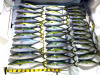 オーシャンマスター 釣果