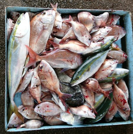 明神釣船 釣果