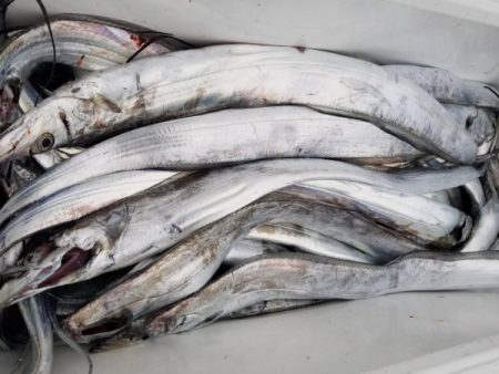 オーフリー 釣果