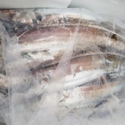 オーフリー 釣果