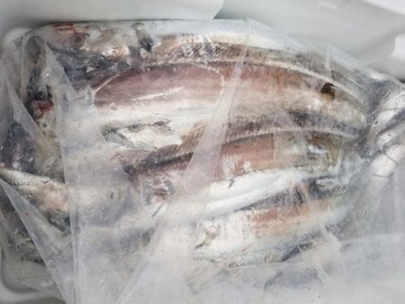 オーフリー 釣果