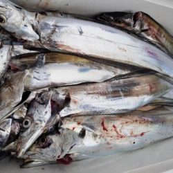 オーフリー 釣果