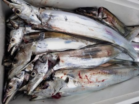 オーフリー 釣果