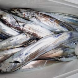 オーフリー 釣果