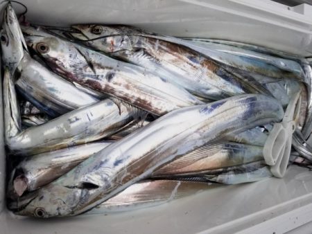 オーフリー 釣果