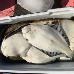 第八平成丸 釣果