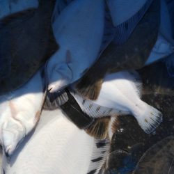 第八平成丸 釣果