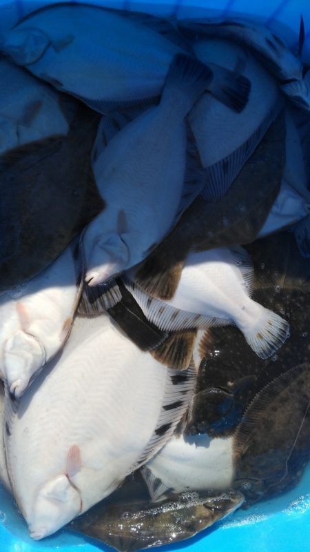 第八平成丸 釣果