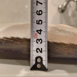 第八平成丸 釣果