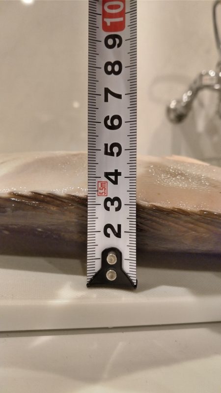 第八平成丸 釣果