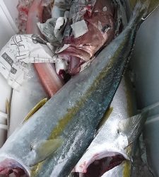 海龍丸（福岡） 釣果