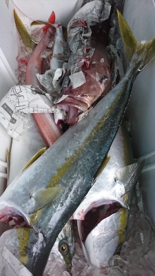 海龍丸（福岡） 釣果