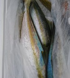 海龍丸（福岡） 釣果