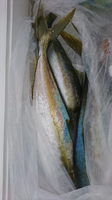 海龍丸（福岡） 釣果