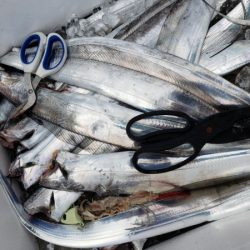 オーフリー 釣果