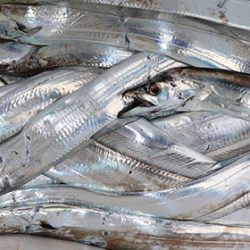 松本釣船２ 釣果