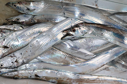 松本釣船２ 釣果