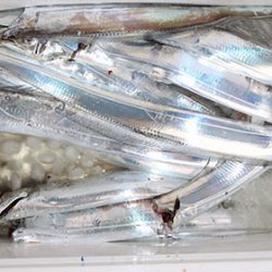 松本釣船２ 釣果