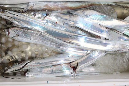 松本釣船２ 釣果