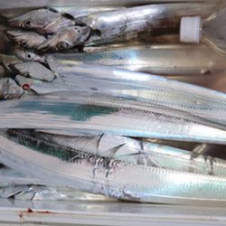 松本釣船２ 釣果