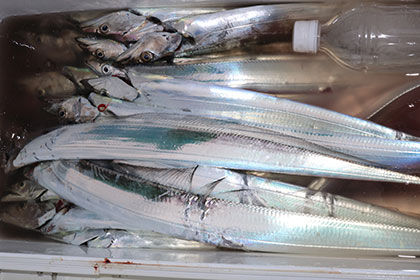 松本釣船２ 釣果