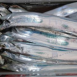 松本釣船２ 釣果