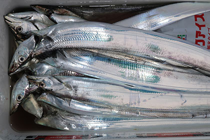 松本釣船２ 釣果