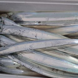 松本釣船２ 釣果