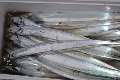 松本釣船２ 釣果