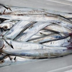 オーフリー 釣果