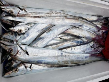 オーフリー 釣果