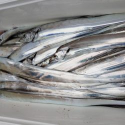 オーフリー 釣果