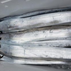 オーフリー 釣果